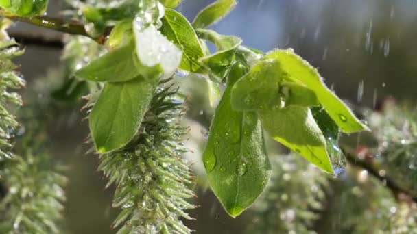 Gota Lluvia Agua Con Hoja Verde Fresca Para Fondo Naturaleza — Vídeo de stock