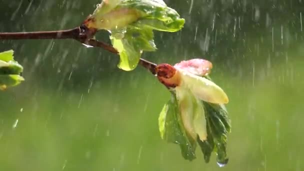 Капли Дождя Зеленым Свежим Листом Природы Фон Крупным Пластом Капли — стоковое видео
