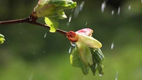 Vatten Regn Droppe Med Färskt Grönt Blad För Natur Bakgrund — Stockvideo