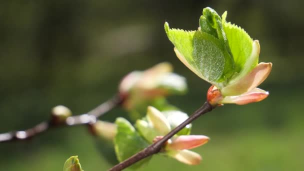 Goutte Pluie Eau Avec Des Feuilles Vertes Fraîches Pour Nature — Video