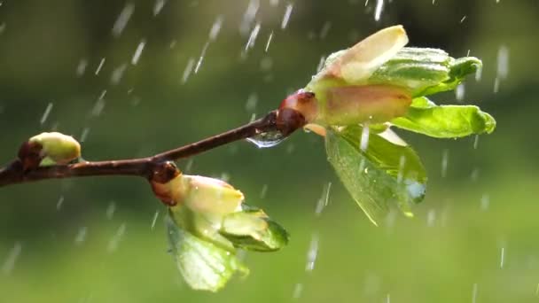 Vatten Regn Droppe Med Färskt Grönt Blad För Natur Bakgrund — Stockvideo