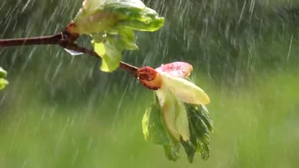 Dešťová Voda Čerstvým Zeleným Listem Pro Přírodní Pozadí Uzavření Rosy — Stock video