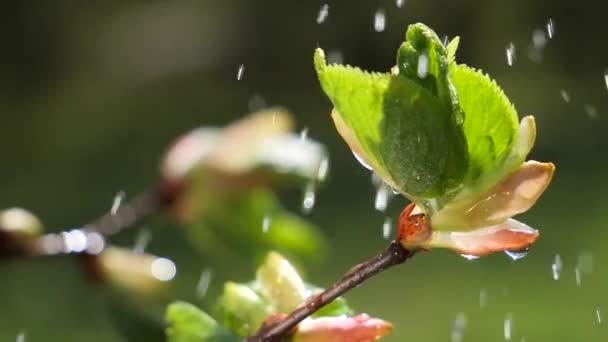 葉から露滴落下の自然の背景のための新鮮な緑の葉と水の雨滴 — ストック動画