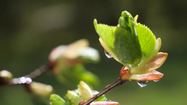 Gota Lluvia Agua Con Hoja Verde Fresca Para Fondo Naturaleza — Vídeos de Stock