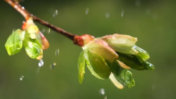 Νερό Σταγόνα Βροχής Φρέσκο Πράσινο Φύλλο Για Φύση Του Κοντά — Αρχείο Βίντεο