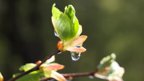 Νερό Σταγόνα Βροχής Φρέσκο Πράσινο Φύλλο Για Φύση Του Κοντά — Αρχείο Βίντεο