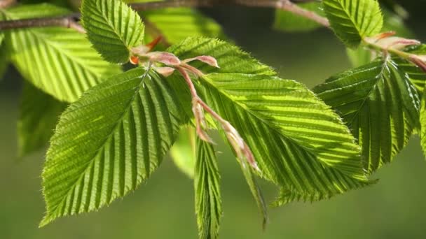 Gota Lluvia Agua Con Hoja Verde Fresca Para Fondo Naturaleza — Vídeos de Stock