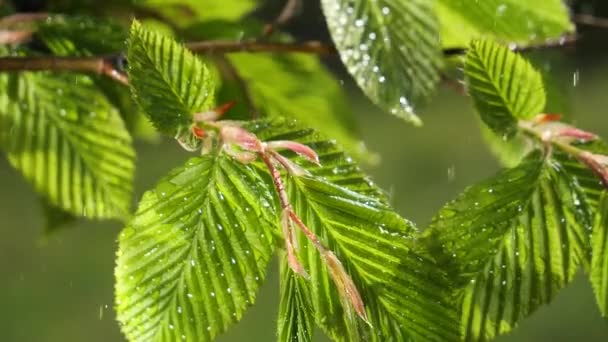 Water Regendruppel Met Vers Groen Blad Voor Natuur Achtergrond Van — Stockvideo