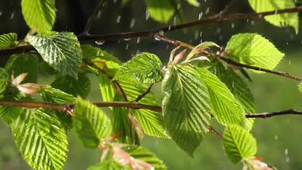 Kropla Deszczu Wody Świeżym Zielonym Liściem Tle Natury Bliska Kropla — Wideo stockowe