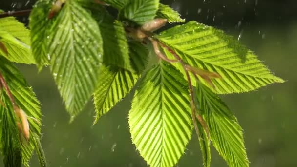 Wasser Regentropfen Mit Frischem Grünen Blatt Für Die Natur Hintergrund — Stockvideo