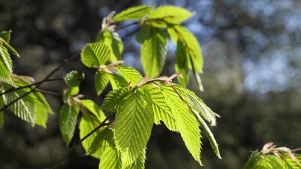 Goutte Pluie Eau Avec Des Feuilles Vertes Fraîches Pour Nature — Video