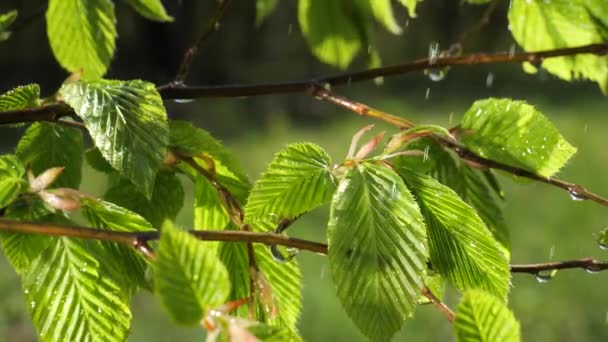 Gota Lluvia Agua Con Hoja Verde Fresca Para Fondo Naturaleza — Vídeos de Stock