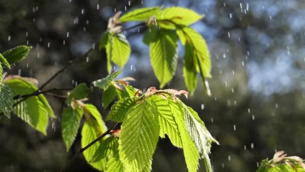 Крапля Дощу Водою Свіжим Зеленим Листом Фону Природи Крупним Планом — стокове відео
