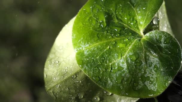 Gota Chuva Água Com Folha Verde Fresca Para Fundo Natureza — Vídeo de Stock