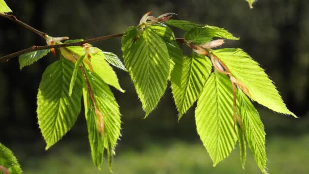 Gota Lluvia Agua Con Hoja Verde Fresca Para Fondo Naturaleza — Vídeos de Stock