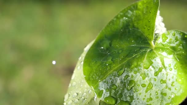 Vatten Regn Droppe Med Färskt Grönt Blad För Natur Bakgrund — Stockvideo