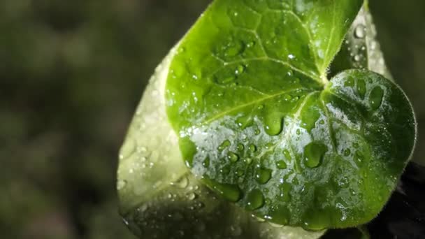 Крапля Дощу Водою Свіжим Зеленим Листом Фону Природи Крупним Планом — стокове відео