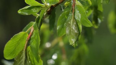 Doğada yaz aylarında yağmur damlaları ile yeşil yaprak rüzgar gelişir