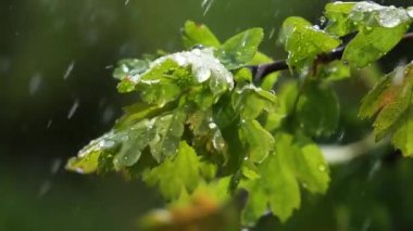Doğada yaz aylarında yağmur damlaları ile yeşil yaprak rüzgar gelişir