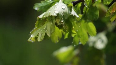 Doğada yaz aylarında yağmur damlaları ile yeşil yaprak rüzgar gelişir