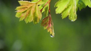 Doğada yaz aylarında yağmur damlaları ile yeşil yaprak rüzgar gelişir