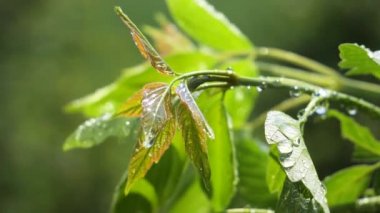 Doğada yaz aylarında yağmur damlaları ile yeşil yaprak rüzgar gelişir