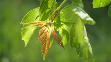 Doğada yaz aylarında yağmur damlaları ile yeşil yaprak rüzgar gelişir