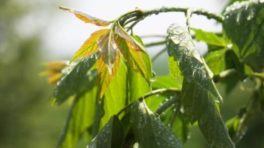 Doğada yaz aylarında yağmur damlaları ile yeşil yaprak rüzgar gelişir