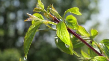 Doğada yaz aylarında yağmur damlaları ile yeşil yaprak rüzgar gelişir