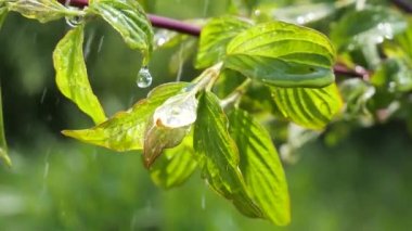 Doğada yaz aylarında yağmur damlaları ile yeşil yaprak rüzgar gelişir