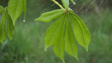 Doğada yaz aylarında yağmur damlaları ile yeşil yaprak rüzgar gelişir