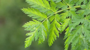 Doğada yaz aylarında yağmur damlaları ile yeşil yaprak rüzgar gelişir