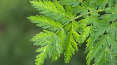 Doğada yaz aylarında yağmur damlaları ile yeşil yaprak rüzgar gelişir