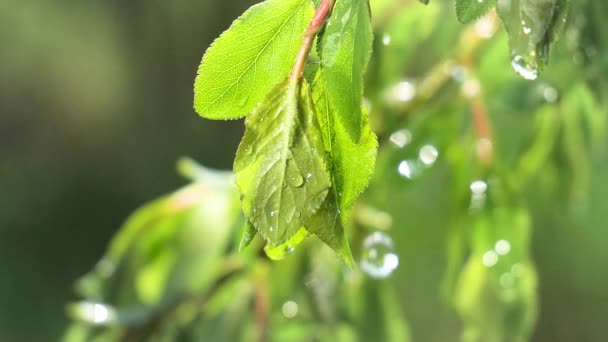 Zelený List Dešťovou Vodou Letním Období Rozvíjí Větru — Stock video