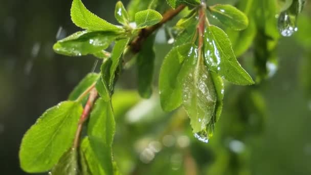 Green Leaf Raindrops Summer Nature Develops Wind — Stock Video