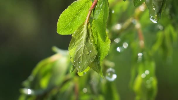 Folha Verde Com Gotas Chuva Verão Natureza Desenvolve Vento — Vídeo de Stock