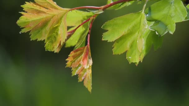 Groen Blad Met Regendruppels Zomer Natuur Ontwikkelt Zich Wind — Stockvideo