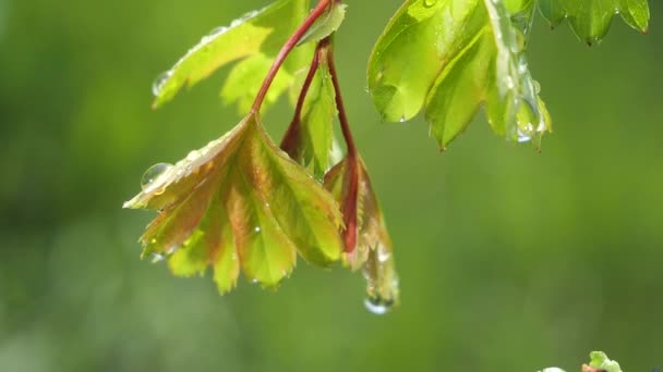 Green Leaf Raindrops Summer Nature Develops Wind — Stock Video