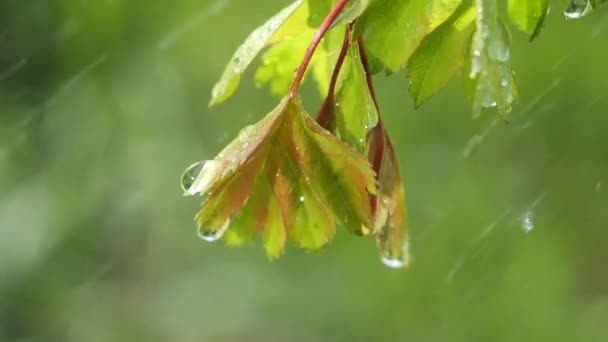 Hoja Verde Con Gotas Lluvia Verano Naturaleza Desarrolla Viento — Vídeo de stock