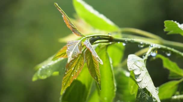 自然の夏に雨滴を持つ緑の葉は風の中で発達する — ストック動画