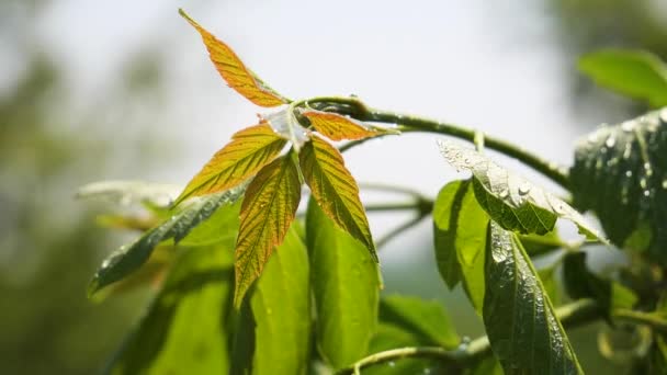 Hoja Verde Con Gotas Lluvia Verano Naturaleza Desarrolla Viento — Vídeos de Stock