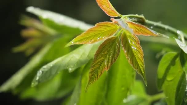 Frunza Verde Picături Ploaie Timpul Verii Natură Dezvoltă Vânt — Videoclip de stoc