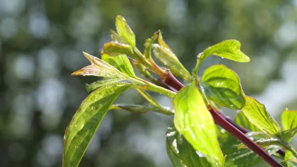 Groen Blad Met Regendruppels Zomer Natuur Ontwikkelt Zich Wind — Stockvideo