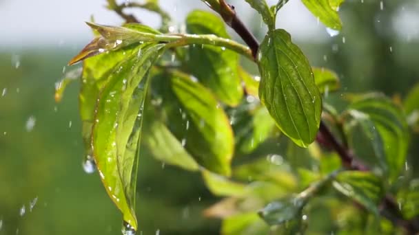 Hoja Verde Con Gotas Lluvia Verano Naturaleza Desarrolla Viento — Vídeos de Stock