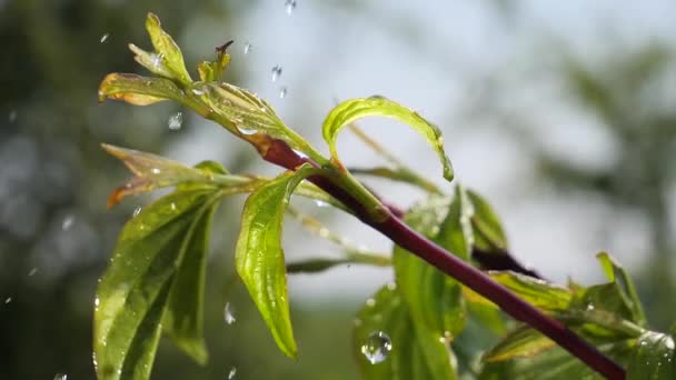 自然の夏に雨滴を持つ緑の葉は風の中で発達する — ストック動画