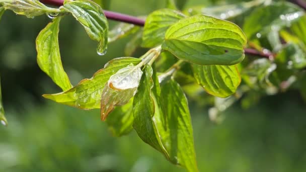 Grönt Blad Med Regndroppar Sommaren Naturen Utvecklas Vinden — Stockvideo