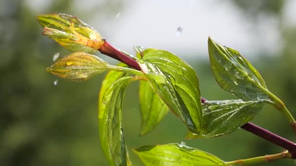 Grönt Blad Med Regndroppar Sommaren Naturen Utvecklas Vinden — Stockvideo