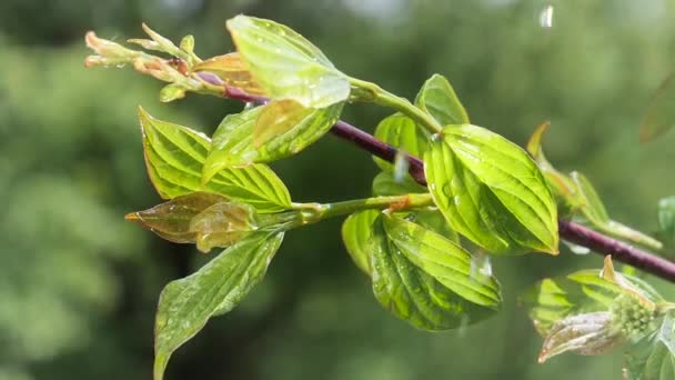 Groen Blad Met Regendruppels Zomer Natuur Ontwikkelt Zich Wind — Stockvideo