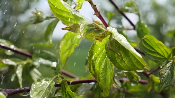 Hoja Verde Con Gotas Lluvia Verano Naturaleza Desarrolla Viento — Vídeos de Stock