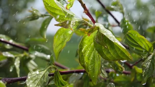 Hoja Verde Con Gotas Lluvia Verano Naturaleza Desarrolla Viento — Vídeos de Stock